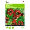 Adonisroosje - Adonis Aestivalis 1 Adonisroosje - Adonis Aestivalis -Groen Hoek Verkoop adonisroosje adonis aestivalis 1646840323 283 600