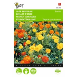 Afrikaan Bonita - Tagetes Patula Nana