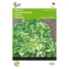 Andijvie Nummer Vijf - Cichorium Endivia 2 Andijvie Nummer Vijf - Cichorium Endivia -Groen Hoek Verkoop andijvie nummer vijf cichorium endivia 1646840314 71 600