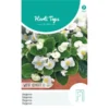 Begonia White Comet - Begonia Semperflorens -Groen Hoek Verkoop begonia white comet begonia semperflorens 1646840359 1026 600