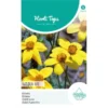 Bidens Golden Eye - Bidens Humilis 2 Bidens Golden Eye - Bidens Humilis -Groen Hoek Verkoop bidens golden eye bidens humilis 1646840359 1034 600