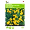 Gele Ganzebloem - Chrysanthemum Segetum 1 Gele Ganzebloem - Chrysanthemum Segetum -Groen Hoek Verkoop gele ganzebloem chrysanthemum segetum 1646840326 325 600