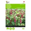 Kattenstaartamarant - Amaranthus Caudatus 1 Kattenstaartamarant - Amaranthus Caudatus -Groen Hoek Verkoop kattenstaartamarant amaranthus caudatus 1646840324 291 600