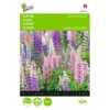 Lupinus Polyphyllus Russells Hybrids Mix -Groen Hoek Verkoop lupinus polyphyllus russells hybrids mix 1646840336 551 600