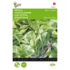 Snijsla Witte Dunsel - Lactuca Sativa -Groen Hoek Verkoop snijsla witte dunsel lactuca sativa 1646840320 197 600
