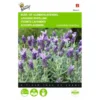 Vlinderlavendel Sancho Panza - Lavandula Stoechas 2 Vlinderlavendel Sancho Panza - Lavandula Stoechas -Groen Hoek Verkoop vlinderlavendel sancho panza lavandula stoechas 1646840345 702 600