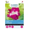 Winde Roze - Ipomoea Dubbel (Klimmer) 2 Winde Roze - Ipomoea Dubbel (Klimmer) -Groen Hoek Verkoop winde roze ipomoea dubbel klimmer 1646840341 647 600