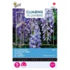 Wisteria Blauw (Klimmer) -Groen Hoek Verkoop wisteria blauw klimmer 1646840341 653 600