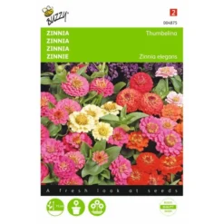 Zinnia Thumbelina Mix - Zinnia Elegans