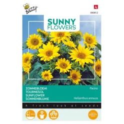 Zonnebloem Pacino Gold - Helianthus (Sunflowers)